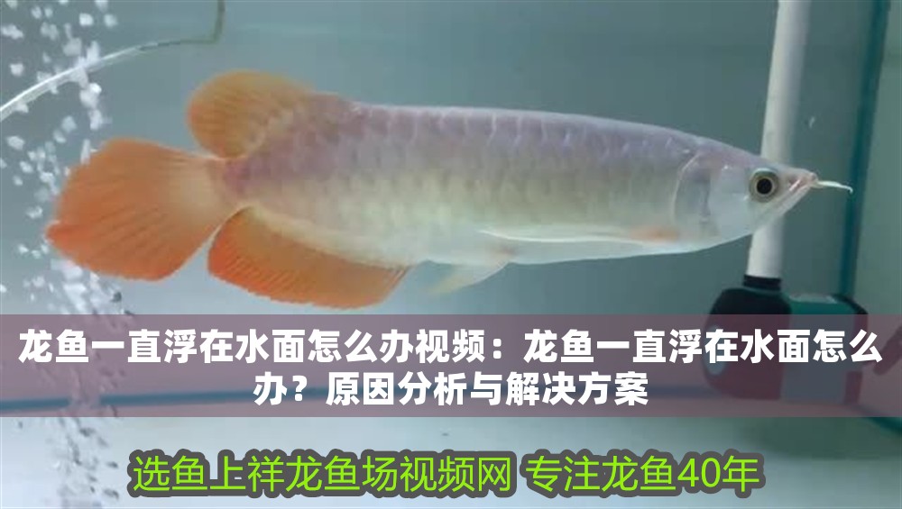 龍魚一直浮在水面怎么辦視頻：龍魚一直浮在水面怎么辦？原因分析與解決方案