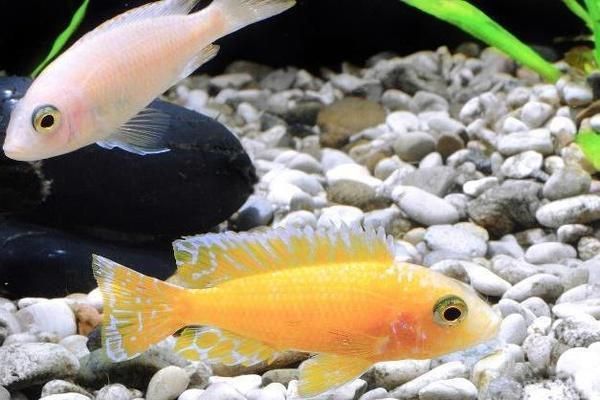 龍魚一直浮在水面怎么辦視頻：龍魚一直浮在水面怎么辦？原因分析與解決方案