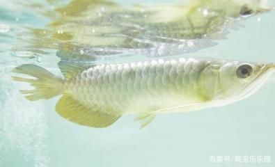 龍魚幾月份開始加溫了：養殖龍魚的注意事項