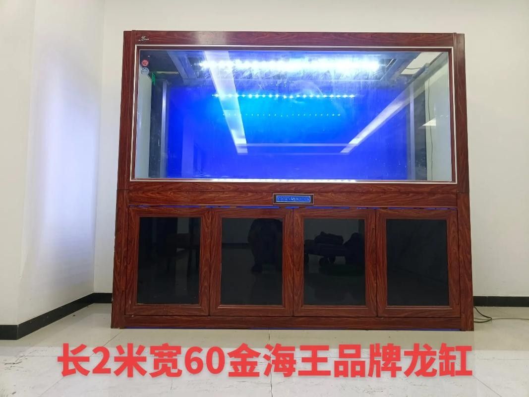 如何科學喂養龍魚視頻：科學喂養龍魚，打造完美水族環境