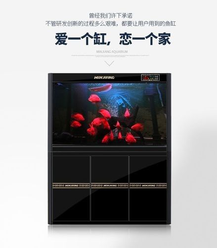 如何科學喂養龍魚視頻：科學喂養龍魚，打造完美水族環境