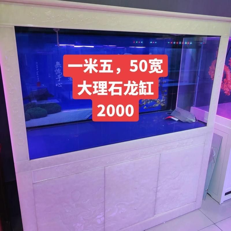 如何科學喂養龍魚視頻：科學喂養龍魚，打造完美水族環境