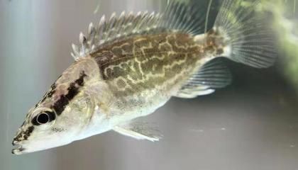 喂養(yǎng)龍魚死了能吃嗎:家養(yǎng)龍魚死亡后的處理方式 龍魚百科 第2張 喂養(yǎng)龍魚死了能吃嗎:家養(yǎng)龍魚死亡后的處理方式 喂養(yǎng)龍魚死了能吃嗎:家養(yǎng)龍魚死亡后的處理方式 龍魚百科 第2張