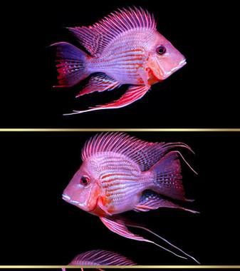金龍魚可以和什么魚混養嗎圖片大全