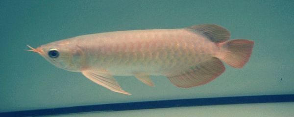 龍魚身上有白點凸起怎么辦：龍魚身上出現(xiàn)白點凸起可能是由于白點病或者其他魚類疾病引起的