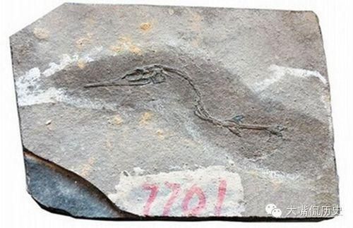 龍魚化石收藏：魚龍化石市場價值曾達到hkd390.00萬，科學研究的重要素材