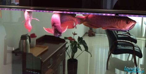 龍魚巴西亞混養（龍魚與巴西亞魚混養的可行性及其對水質的影響，需要考慮多種因素）