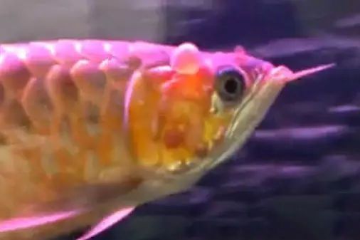 龍魚怎么樣不掉眼皮呢：龍魚掉眼怎么辦