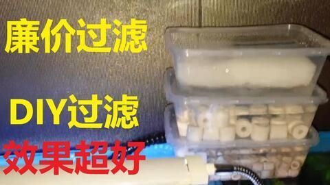 養一條雷龍魚用什么過濾器：養雷龍魚時過濾器的選擇是非常重要的一步