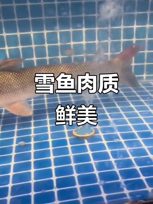 天山龍魚的做法竅門圖片