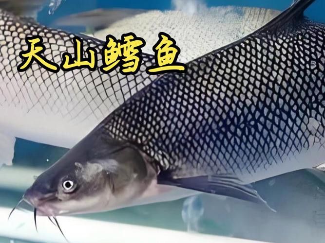 天山龍魚的做法竅門圖片