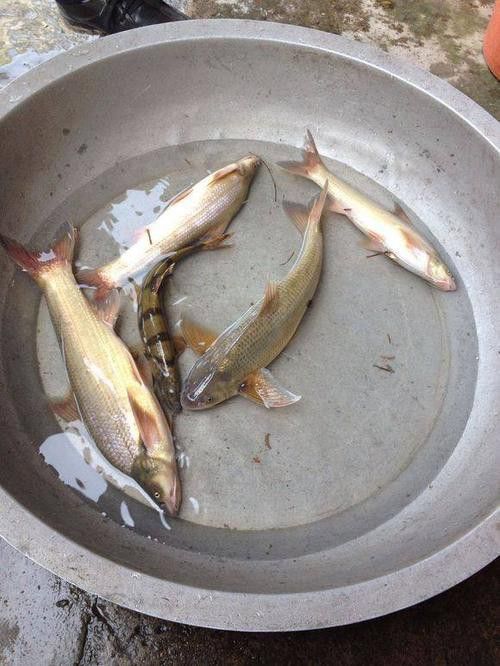 天山龍魚的做法竅門圖片