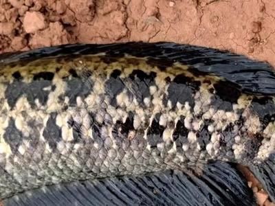 雷龍魚都喂什么：雷龍魚專用飼料品牌推薦