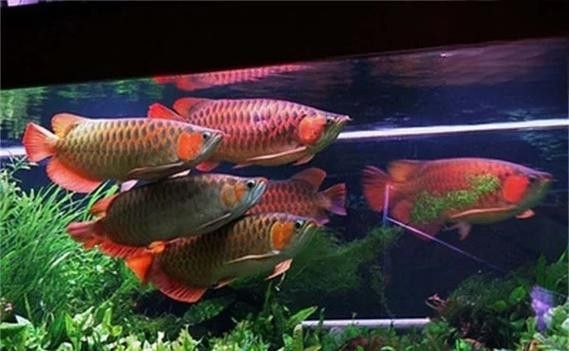 龍魚眼睛有白色絮狀物是什么東西圖片