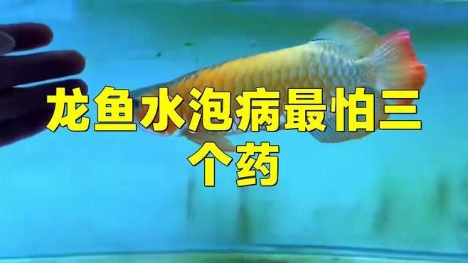 龍魚眼睛有白色絮狀物是什么東西圖片