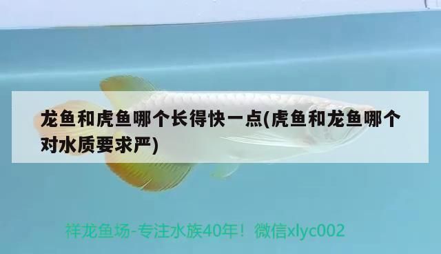 龍魚和虎魚哪個長得快些：龍魚與虎魚混養(yǎng)注意事項,提高龍魚生長速度的方法