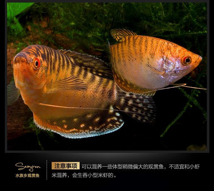 龍魚可以和曼龍魚混養嗎：龍魚和曼龍魚混養的成功案例