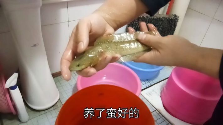 雷龍魚能與錦鯉養嗎：雷龍魚和錦鯉可以混養