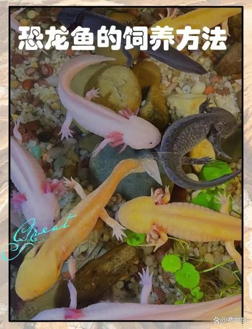 虎斑恐龍魚繁殖方式有哪些種類圖解