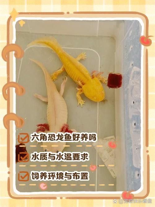 虎斑恐龍魚繁殖方式有哪些種類圖解