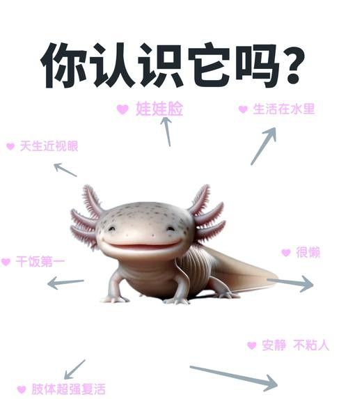 虎斑恐龍魚繁殖方式有哪些種類圖解