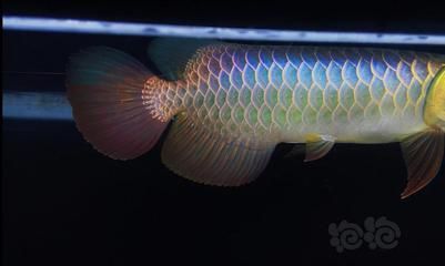 極品古典藍龍魚多少錢（極品古典藍龍魚的價格一般是多少？）