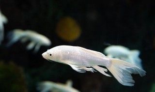 怎么把龍魚旗養(yǎng)大（如何選擇龍魚飼養(yǎng)方法）