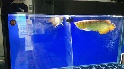 龍魚到家后何時可以開始喂食（龍魚到家后多久可以開始喂食）