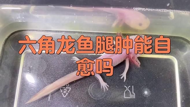 六角龍魚(yú)鰓爛了會(huì)自愈嗎？