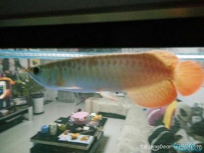 龍魚的發(fā)色跟壁紙顏色有關(guān)系嗎