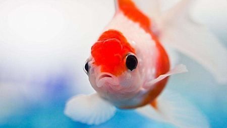 龍魚泥鰍去粘液，喂養(yǎng)龍魚時(shí)，泥鰍身上有一層黏液，可以幫助去除粘液
