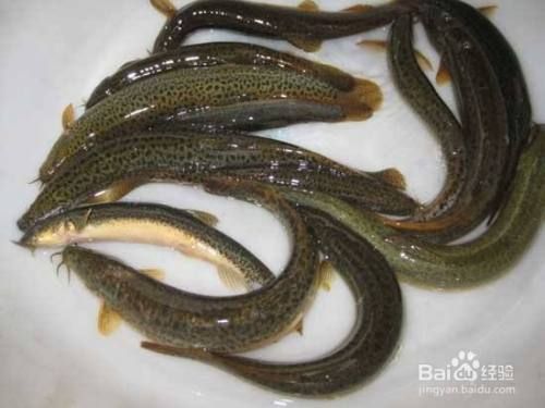 龍魚泥鰍去粘液，喂養(yǎng)龍魚時(shí)，泥鰍身上有一層黏液，可以幫助去除粘液