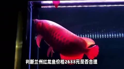 血紅龍和辣椒紅龍的價格差異大嗎？ 血紅龍和辣椒紅龍的價格差異大嗎？ 龍魚百科 第2張