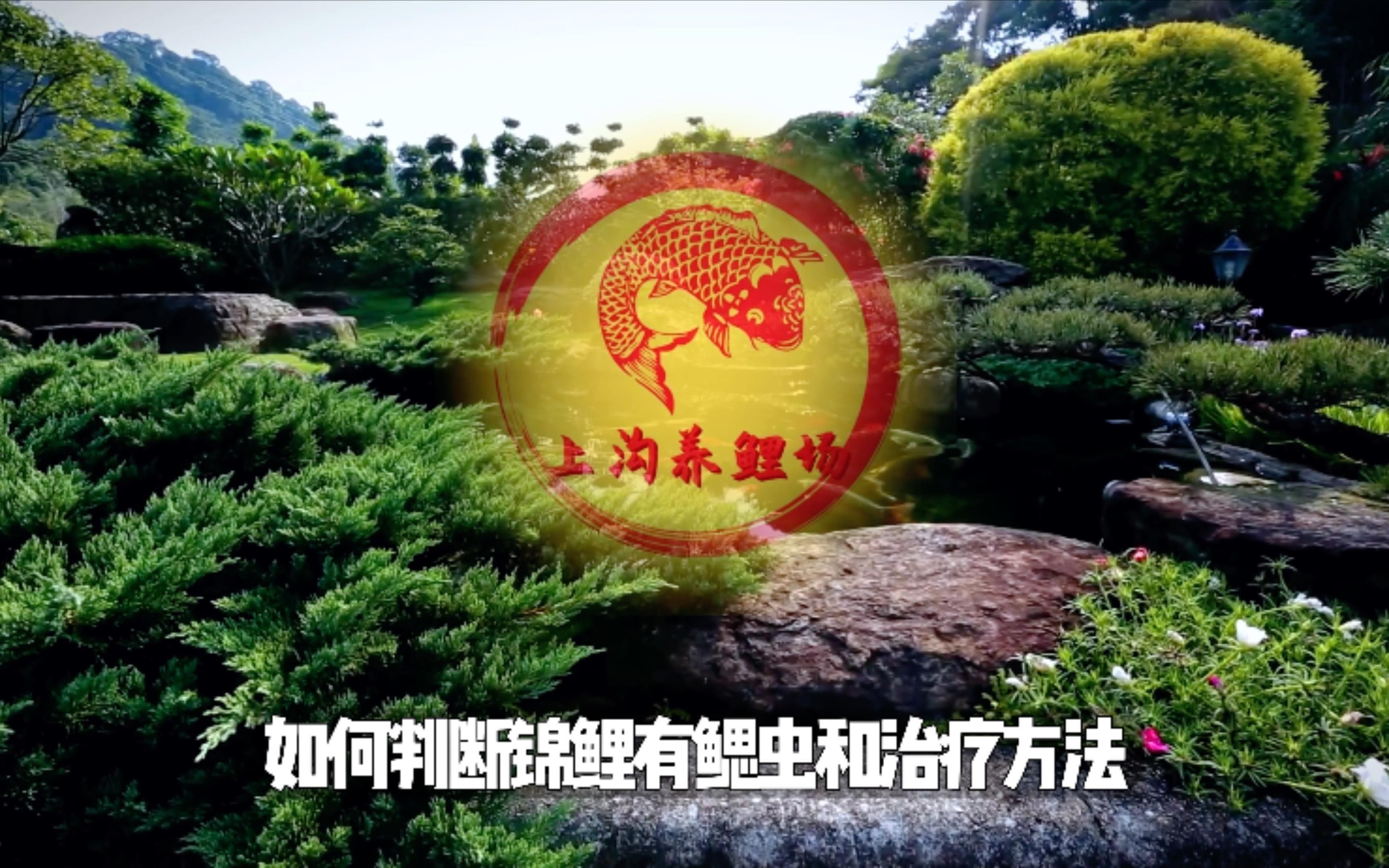 錦鯉感染寄生蟲后應該如何治療？