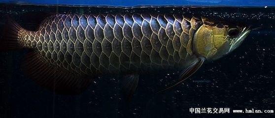 金龍魚小苗多少錢一條