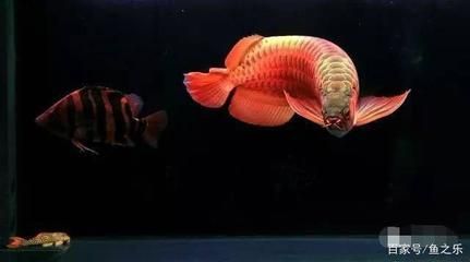龍魚生病怎么治療最有效：常見龍魚疾病的治療方法