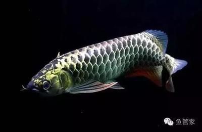 龍魚生病怎么治療最有效：常見龍魚疾病的治療方法