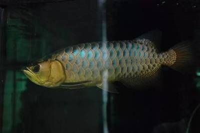 極品金龍魚血金剛：關于金龍魚的問題