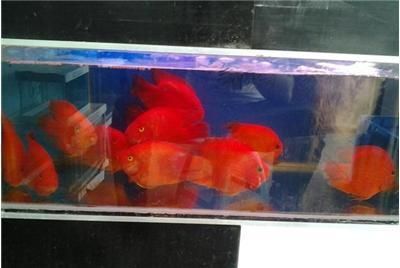 極品金龍魚血金剛：關于金龍魚的問題