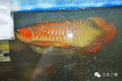 紅金龍魚產地是哪里的魚類：紅金龍魚養殖技術