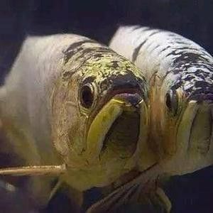 金龍魚原創視頻作品倆個人 金龍魚原創視頻作品倆個人 龍魚百科