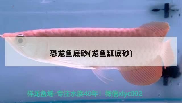 虎紋恐龍魚需要底砂嗎（虎紋恐龍魚在水族箱中鋪設底沙是有益的，虎紋恐龍魚底砂影響水質嗎）