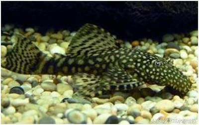 和龍魚類似的魚類（與龍魚相似的魚類品種有哪些龍魚的種類有哪些）