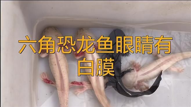如何判斷龍魚眼睛白膜是哪種疾病？