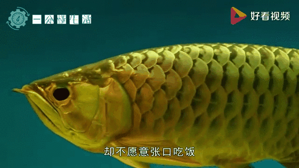 河北小伙吃金龍魚是真的嗎圖片