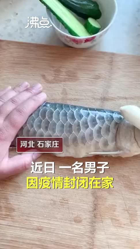 河北小伙吃金龍魚是真的嗎圖片