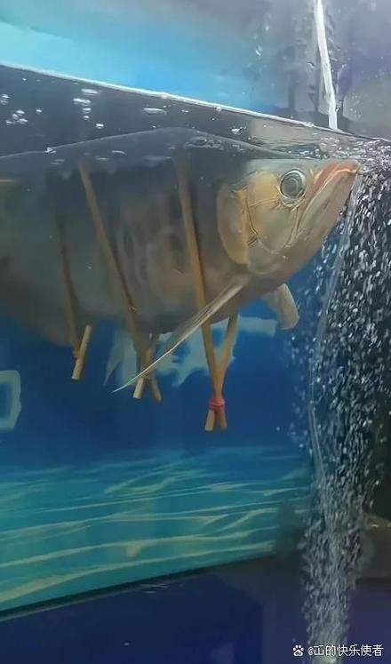 河北小伙吃金龍魚是真的嗎圖片