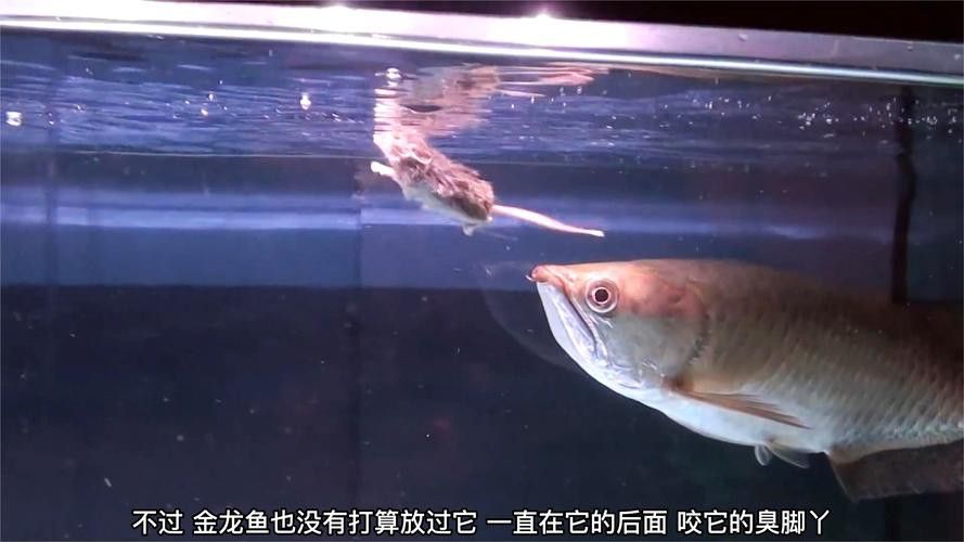 河北小伙吃金龍魚是真的嗎圖片