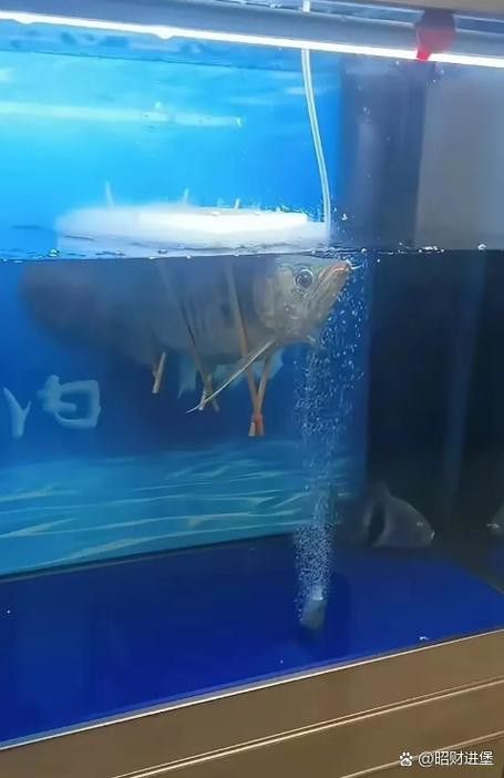 河北小伙吃金龍魚是真的嗎圖片