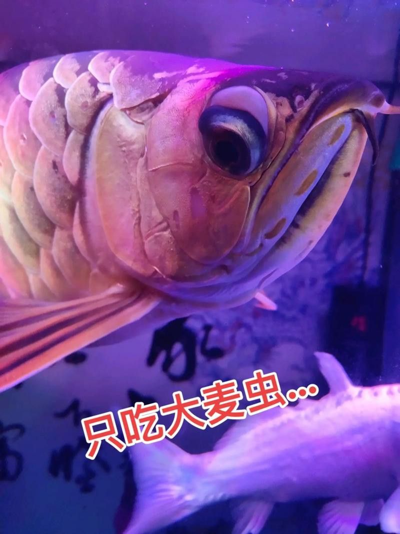 河北小伙吃金龍魚是真的嗎圖片